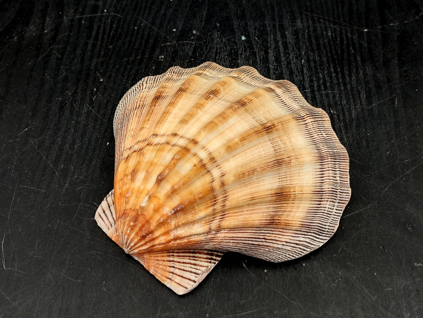 Orange Lion's Paw Scallop Seashell Pecten Subnodosus (1 shell approx. 5+ inches) Great shell for ocean decoration art projects & crafting!