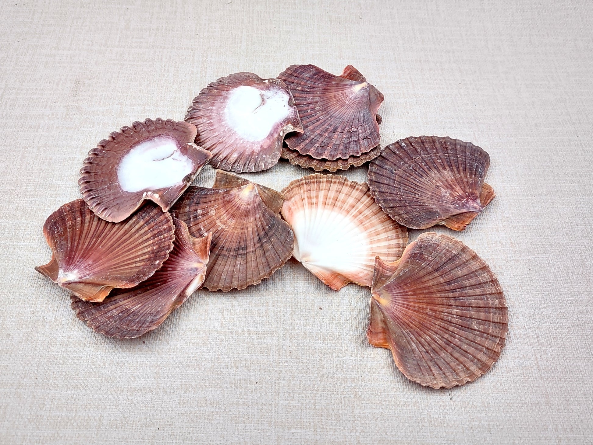 Mexican Flat Scallops - Pecten Vogdesi (10 shells approx. 2-3 inches). Multiple ombre brown ribbed shells in a fanned out system. Copyright 2022 SeaShellSupply.com.