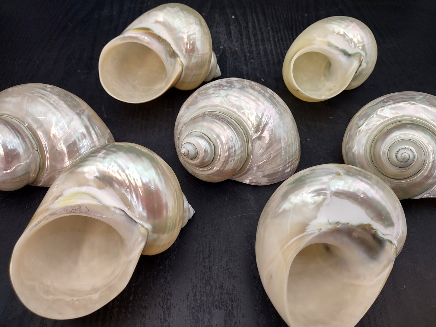 Pearlized Jade Turbo Shell (4 inches) - Turbo Burgessi. Two shiny and sort of reflective shells, one pointing to show the spiral and one showing the opening. Copyright 2022 SeaShellSupply.com.