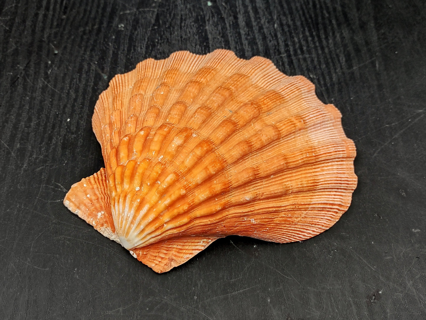 Orange Lion's Paw Scallop Seashell Pecten Subnodosus (1 shell approx. 5+ inches) Great shell for ocean decoration art projects & crafting!