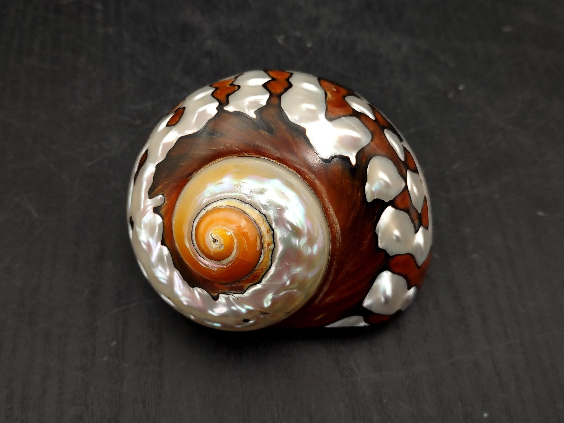 Polished South African Turban Seashell (3- 3.5 inches) - Turbo Sarmaticus. Multiple shells showing the brown and reflective pattern on the back and the others showing the opening and spiral. Copyright 2022 SeaShellSupply.com.