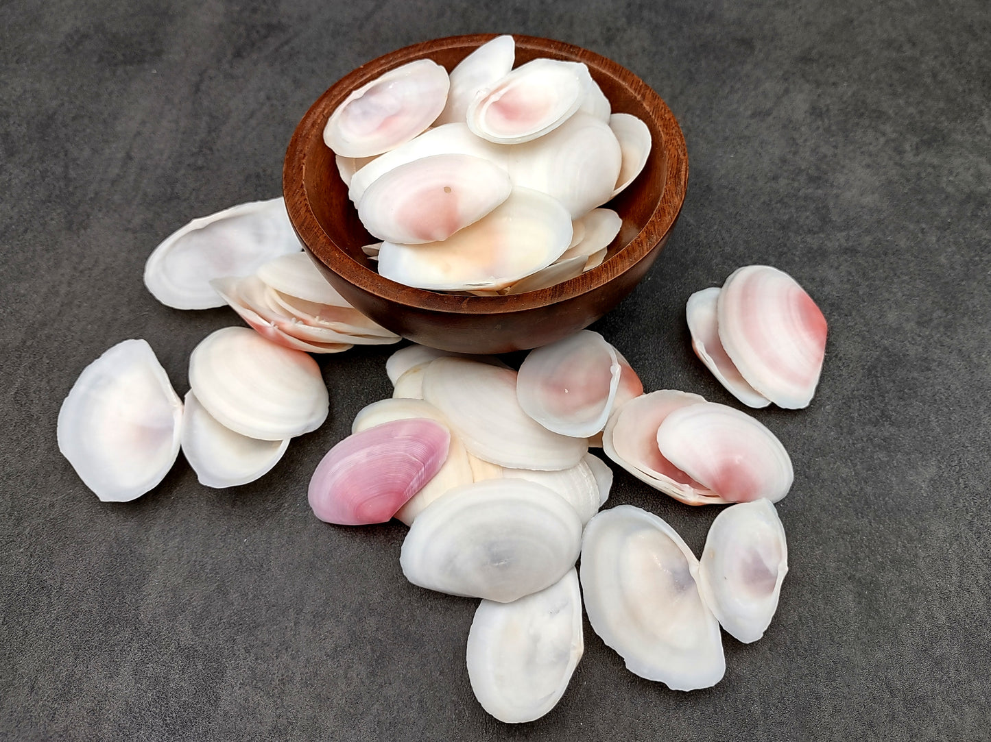 Light Pink Tellin Seashell Rose Petal Halves (30 shells approx. 1+ inches) Rose Pink White Sea Shells for home crafts & art projects!