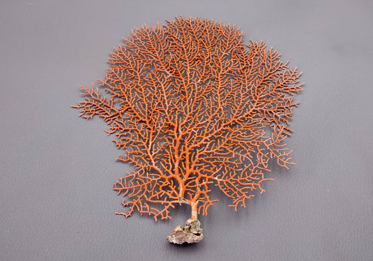 Red-Orange Sea Fan - Echinogorgia SP - (1 fan approx. 5-7 inches) on dark background. Copyright 2022 SeaShellSupply.com.