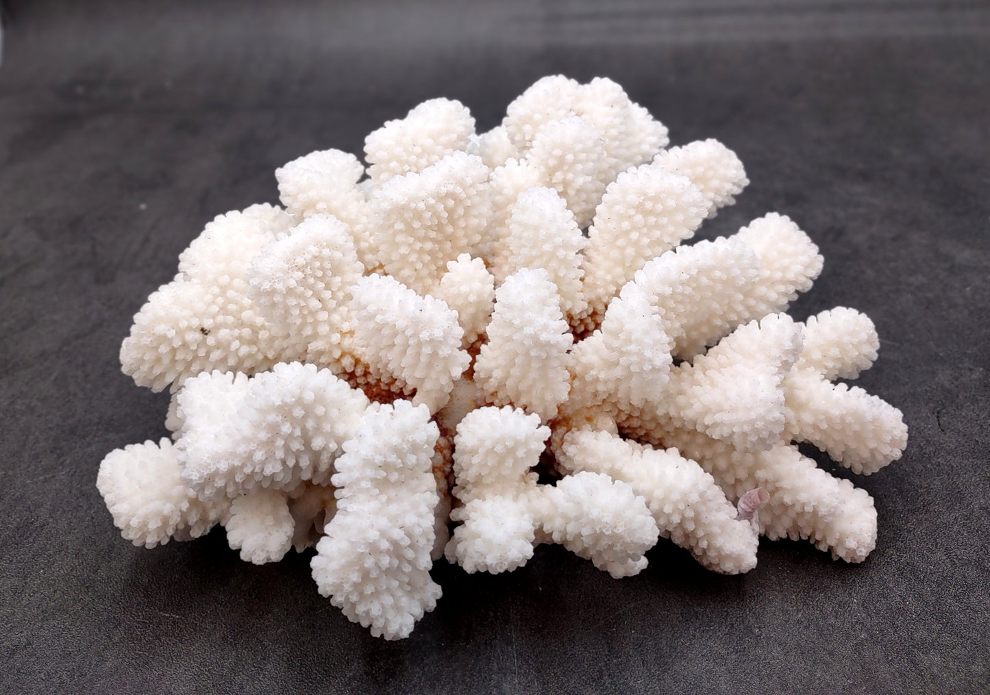 Brownstem White Coral Cluster Pocillopora Verrucosa (1 coral approx. 7L x 3H x 6D inches) Coral for coastal collections & display!