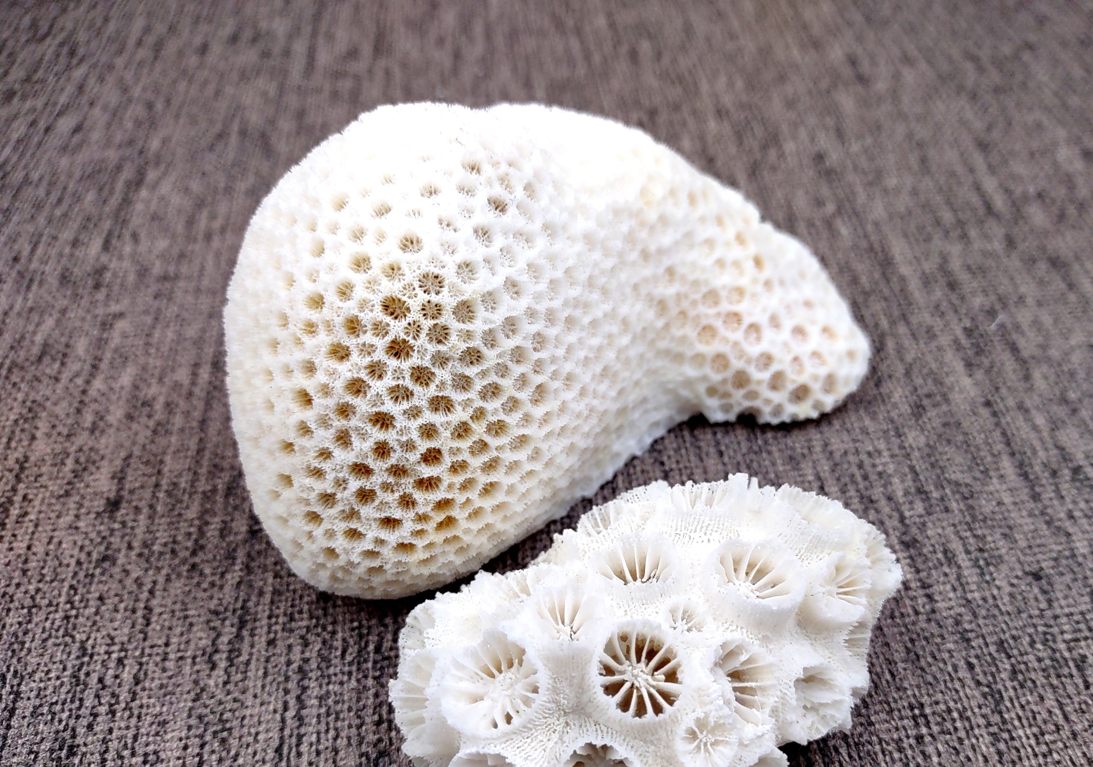 Brain Coral, Fossil Collecting, Natural White Coral Fossils, Fossil, hotsell Destination Wedding, Coastal Decor, Aquariums, Fish Tank Decor, Brain