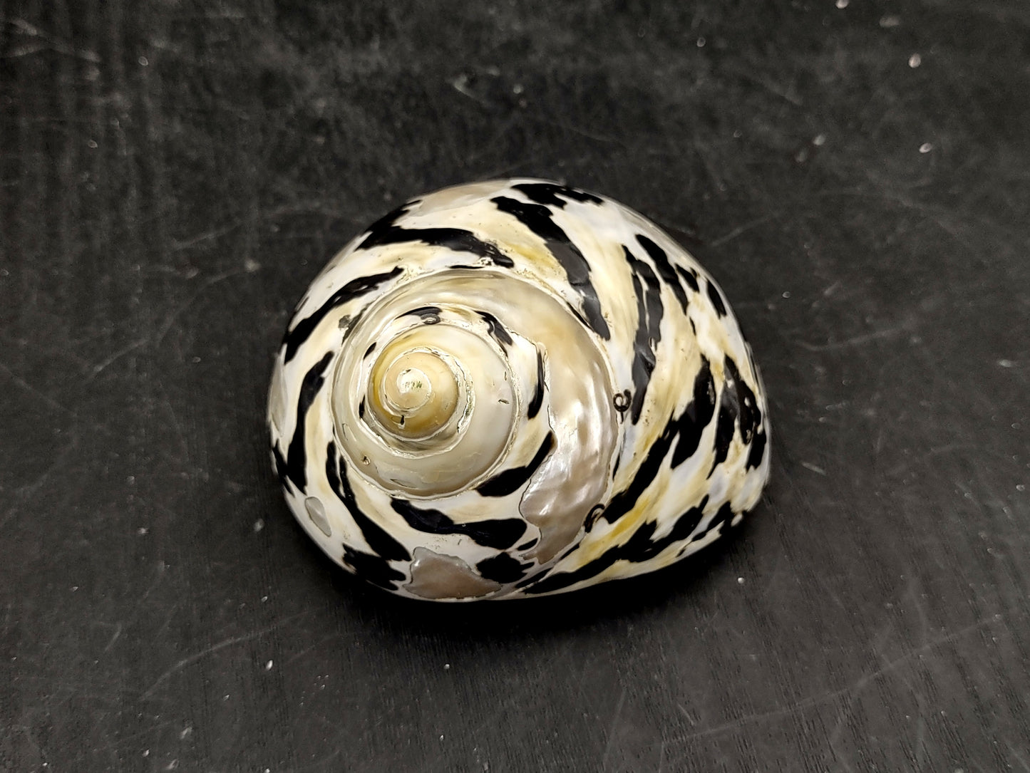 Polished West Indian Top/Magpie Seashell (appx. 2 inches) - Cittarium Pica. One black and white spotted spiral shell. Copyright 2022 SeaShellSupply.com.