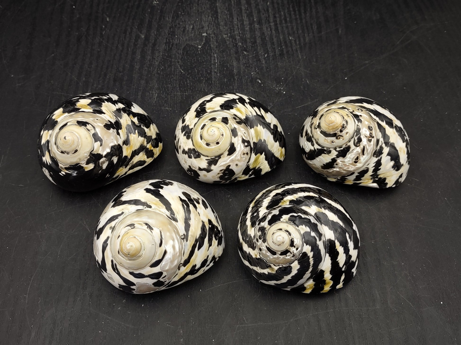 Polished West Indian Top/Magpie Seashell (appx. 2 inches) - Cittarium Pica. One black and white spotted spiral shell. Copyright 2022 SeaShellSupply.com.