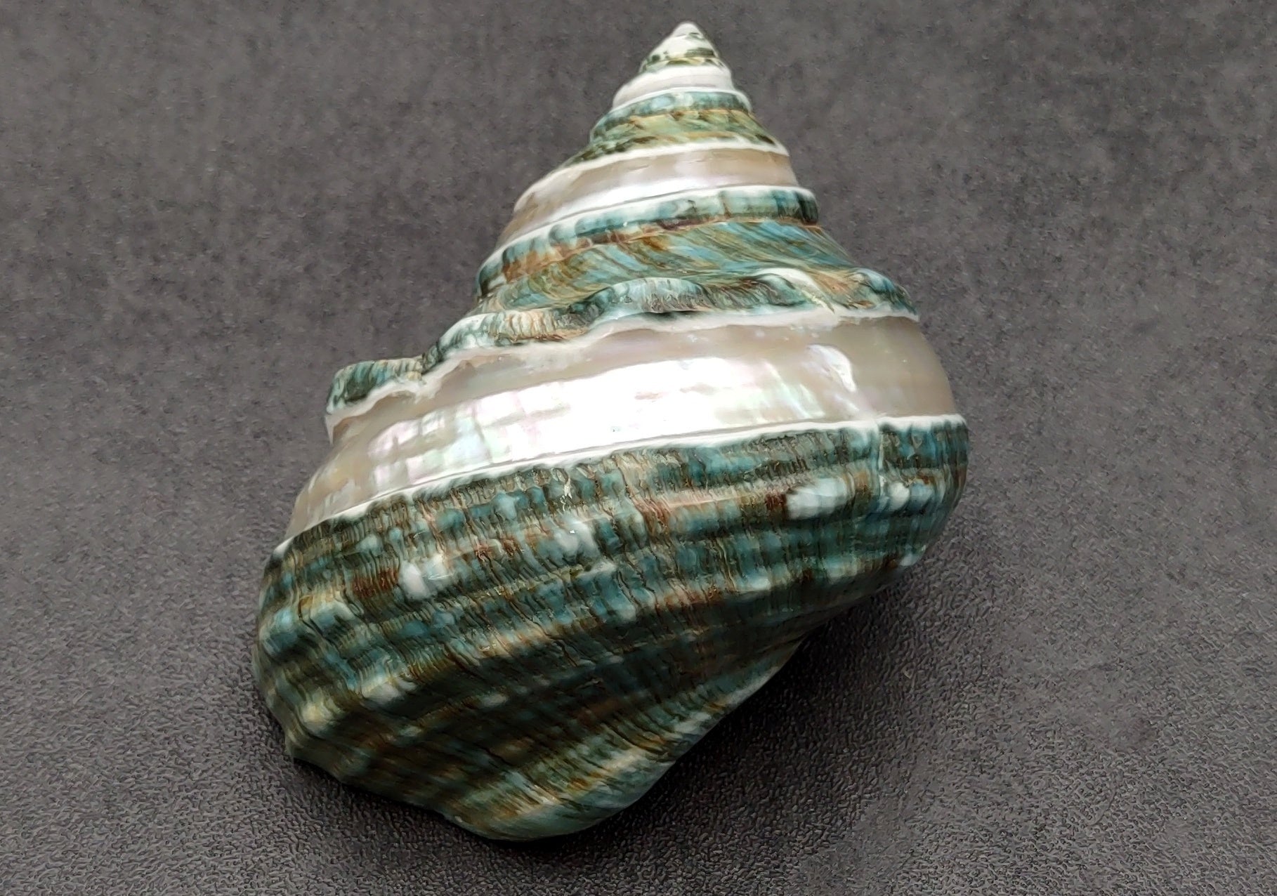 Polished Jade Turbo Shell w/Pearlized Stripe (3.5-4 inches) - Turbo Burgessi. Cream and turquoise colored swirled shells with one facing up to show the spiral and coloring and the other showing the opening. Copyright 2022 SeaShellSupply.com.