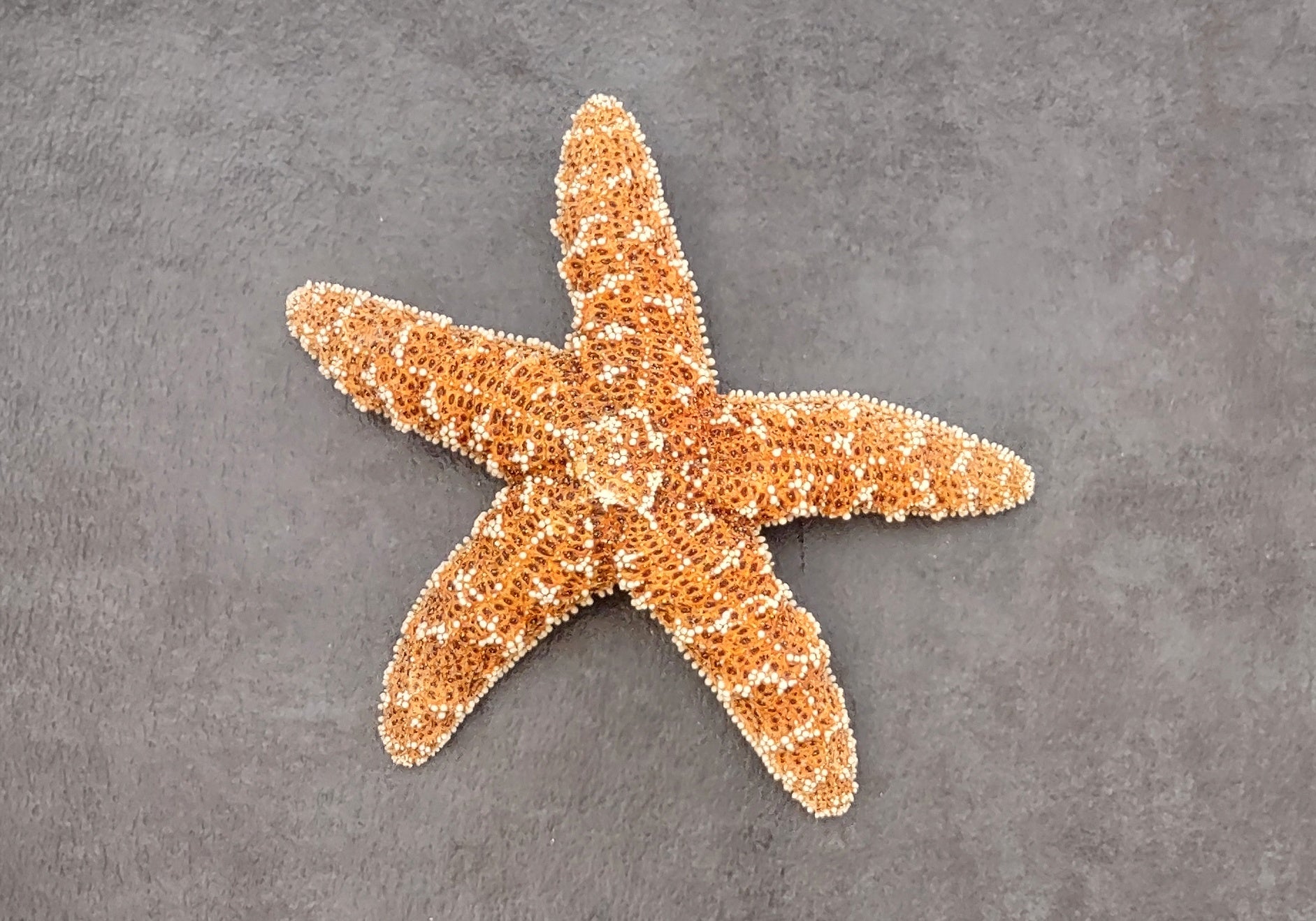 Large Sugar Starfish- Piaster Ochraceus - (1 starfish approx. 6 inches). Orange star with a ribbed design and thicker limbs. Copyright 2022 SeaShellSupply.com.