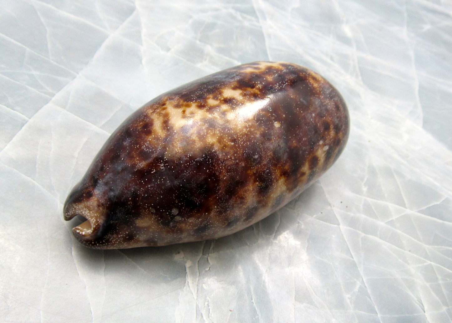 Tortoise Cowrie Seashell Cypraea Testudinaria (1 shell approx. 3+ inches) Beautiful shell for any coastal crafting!