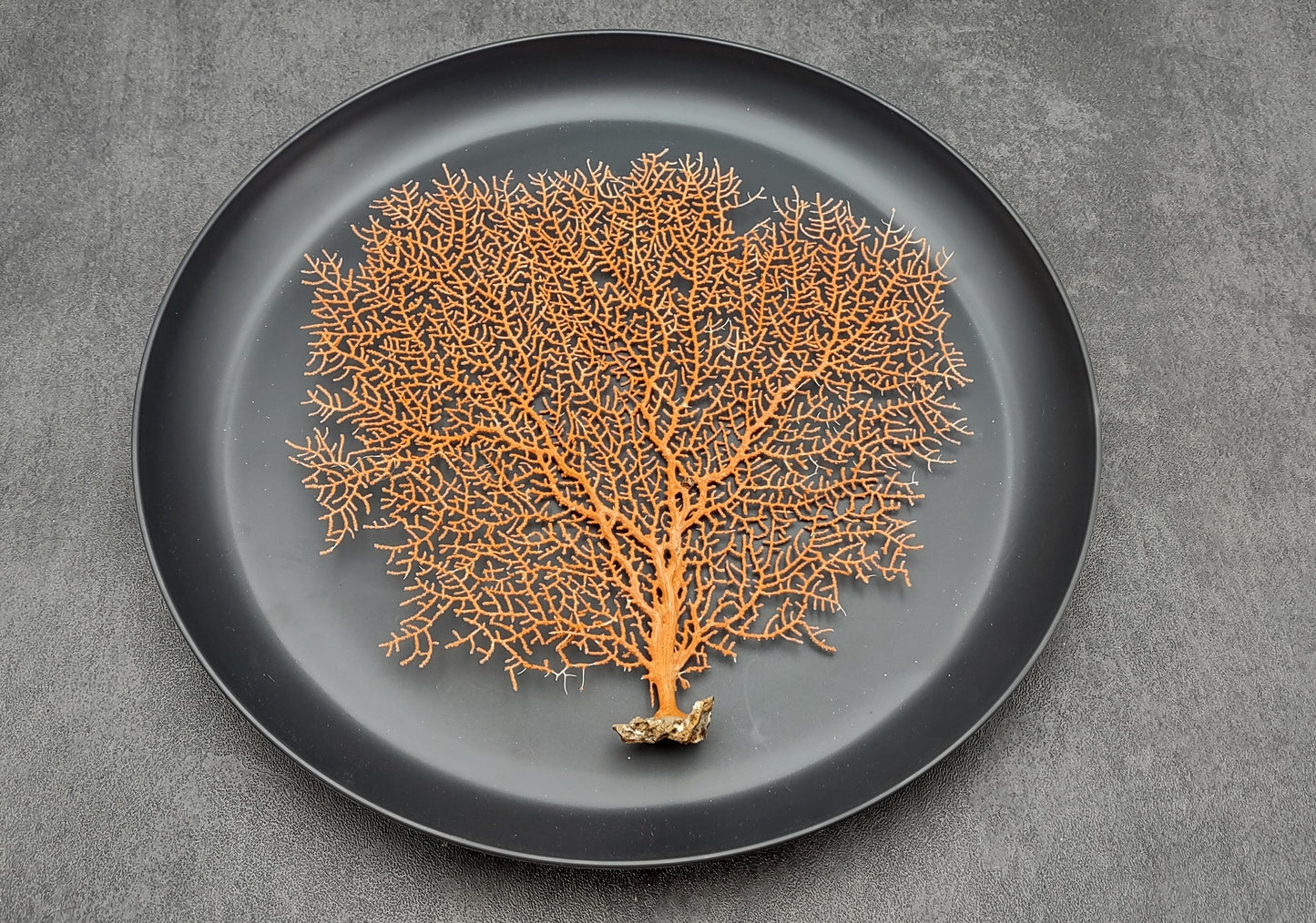 Red-Orange Sea Fan - Echinogorgia SP - (1 fan approx. 5-7 inches) on dark background. Copyright 2022 SeaShellSupply.com.