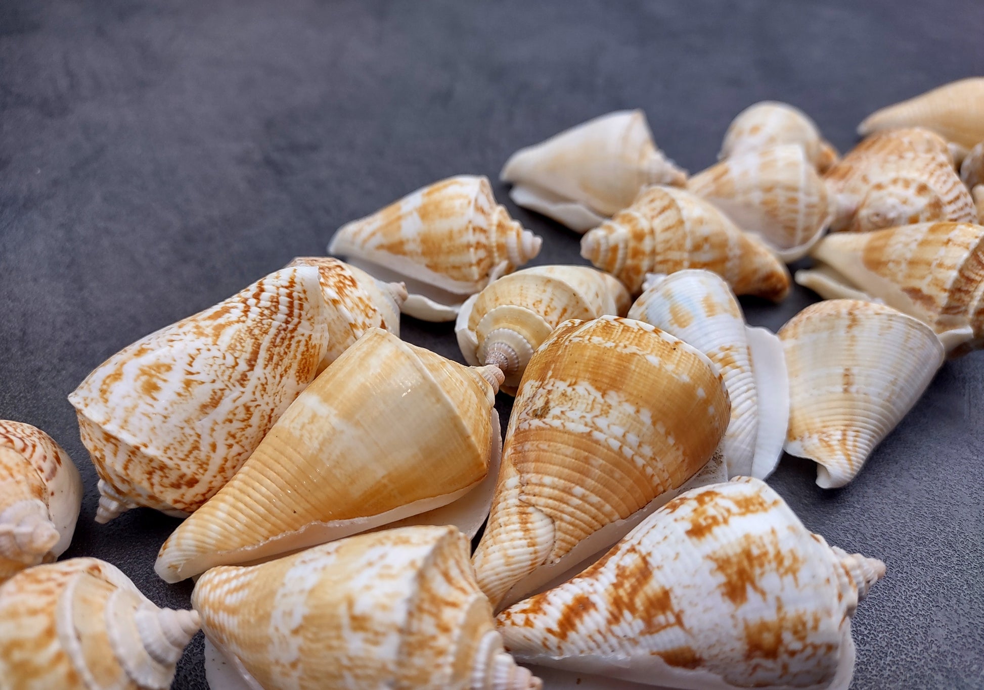 Margined Conch Seashells - Strombus Marginatus - (10 shells). A small pile of white spiral shells with brown accents. Copyright 2022 SeaShellSupply.com.