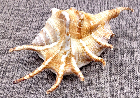 Spider Conch Seashell (4-5 inches) - Lambis Lambis (JS-033). White shell with spikes and some brown spots. Copyright 2024 SeaShellSupply.com.