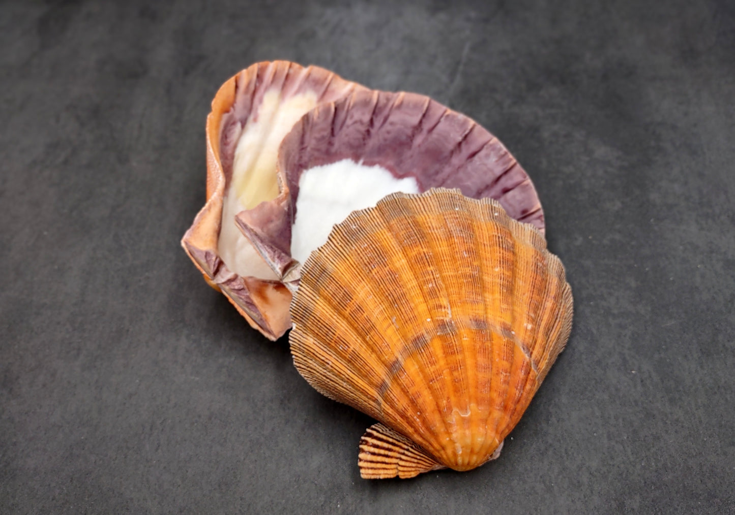 Orange Lion's Paw Scallop Seashell Pecten Subnodosus (1 shell approx. 6+ inches) Great shell for ocean decoration art projects & crafting!