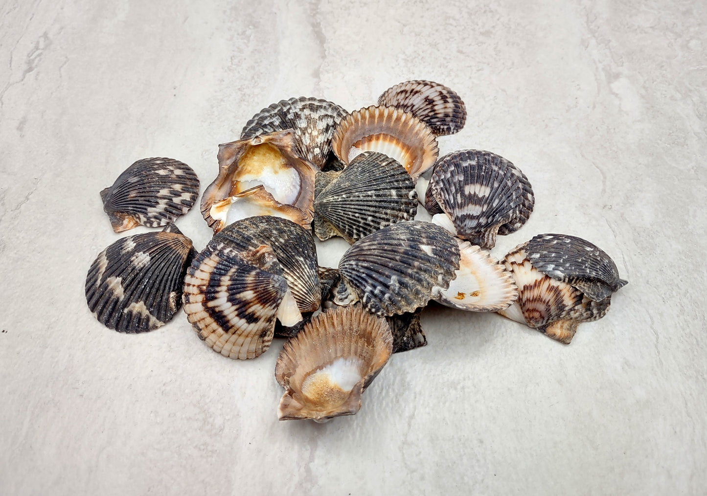 Photo of a group of black and white pecten shells. Black, white brown shells between one and two inches. Copyright 2024 SeashellSupply.com