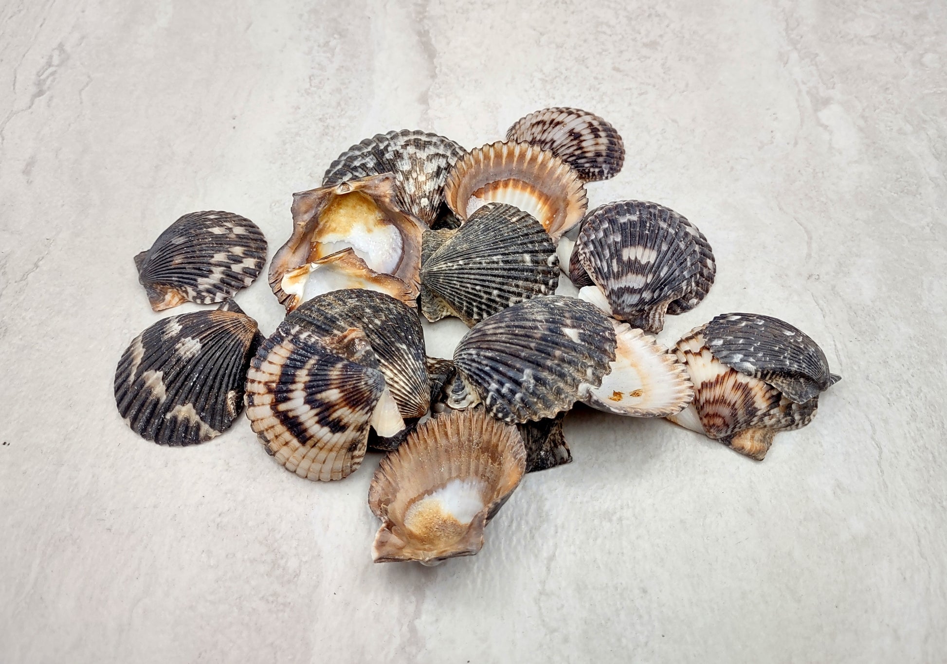 Photo of a group of black and white pecten shells. Black, white brown shells between one and two inches. Copyright 2024 SeashellSupply.com