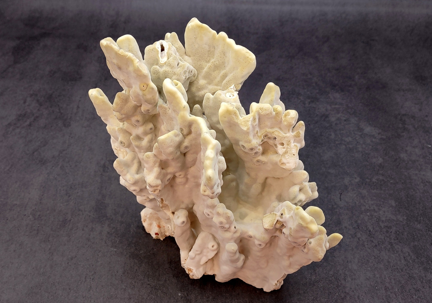 Light Green Fire Coral (1 coral approx. 7+ inches) Adorable green coral to add to any coastal display or collection!