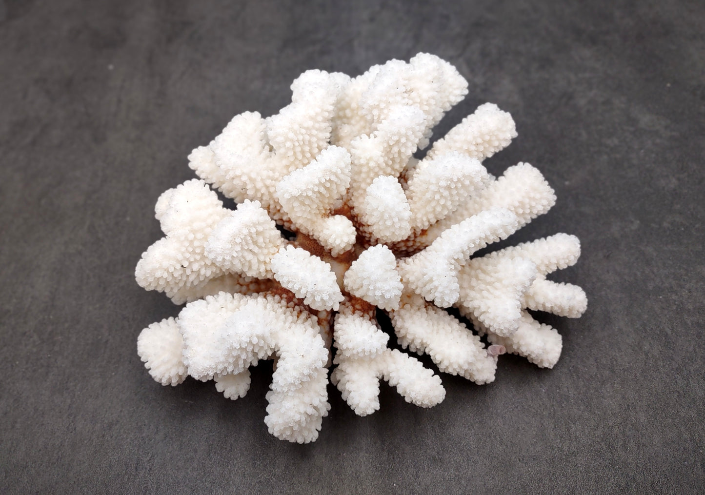 Brownstem White Coral Cluster Pocillopora Verrucosa (1 coral approx. 7L x 3H x 6D inches) Coral for coastal collections & display!