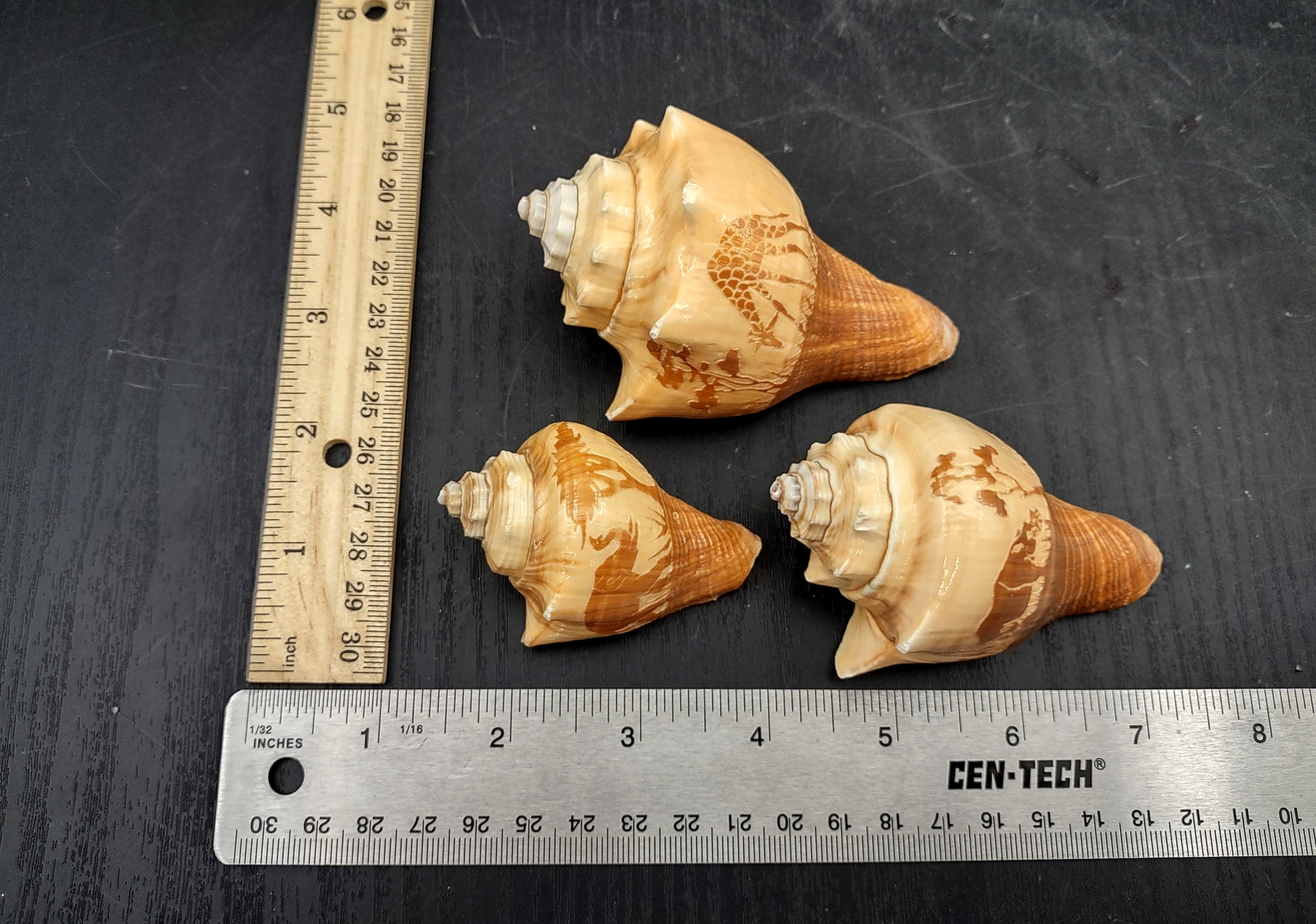 Carved Conch Seashell Decorative Set Lion Tiger Bear (3 shells approx. 3+ inches) Conch shells for coastal crafting display & collecting! Brown and tan spiral shells. Copy right 2024 SeaShellMart.com
