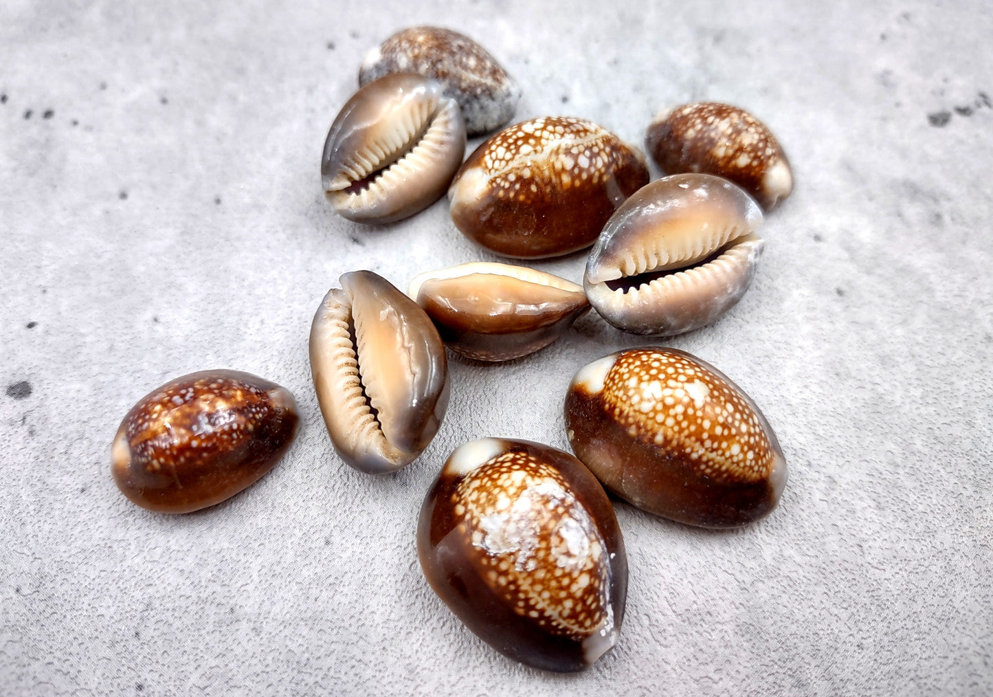 Serpent Head Cowrie Shells (.75-1.25 inches) - (10 pcs.) - Cypraea Caputserpentis. Multiple brown shells with white and tan specks on the top with a wide opening below. Copyright 2024 SeaShellSupply.com.