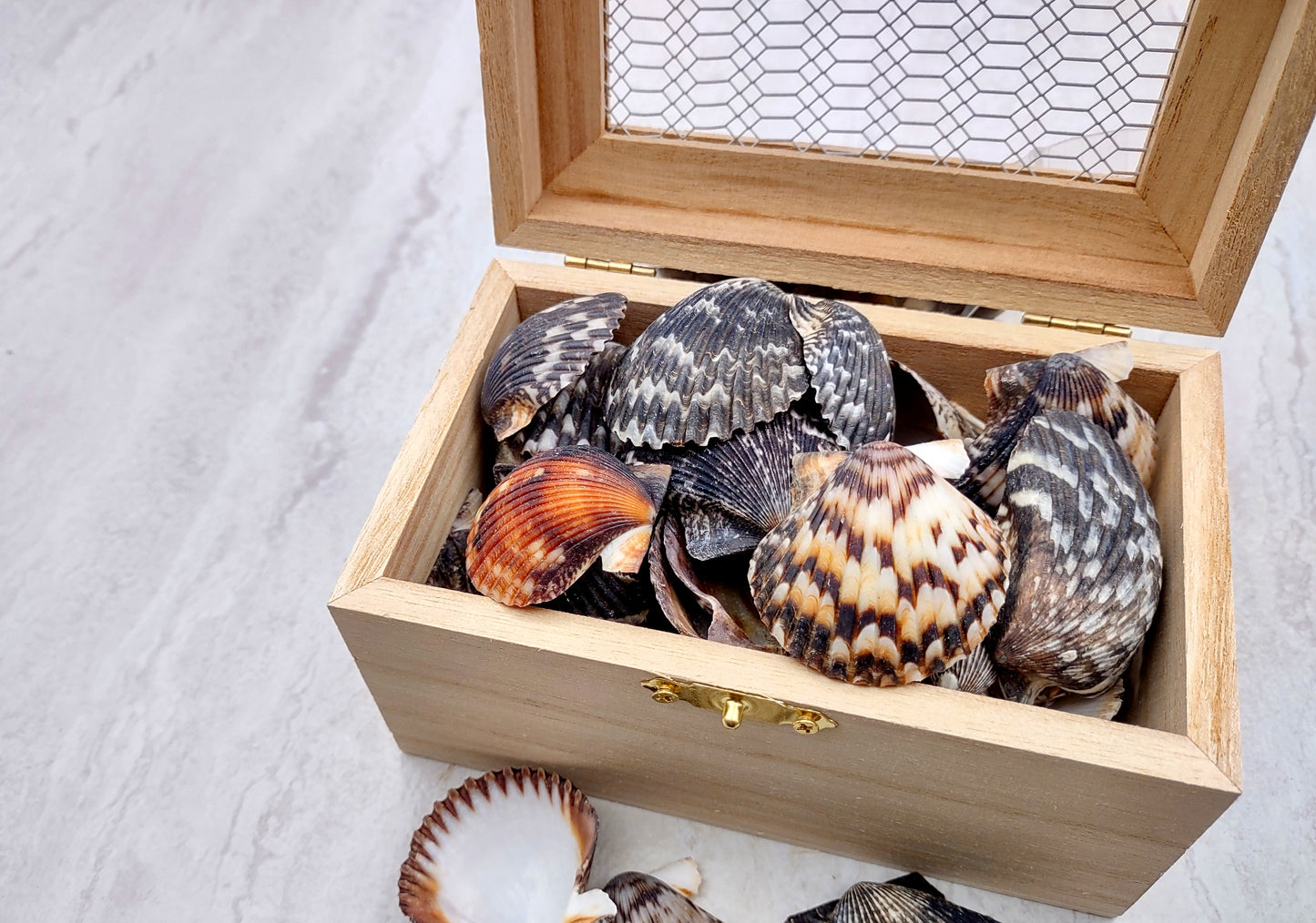 Photo of a group of black and white pecten shells. Black, white brown shells between one and two inches. Copyright 2024 SeashellSupply.com