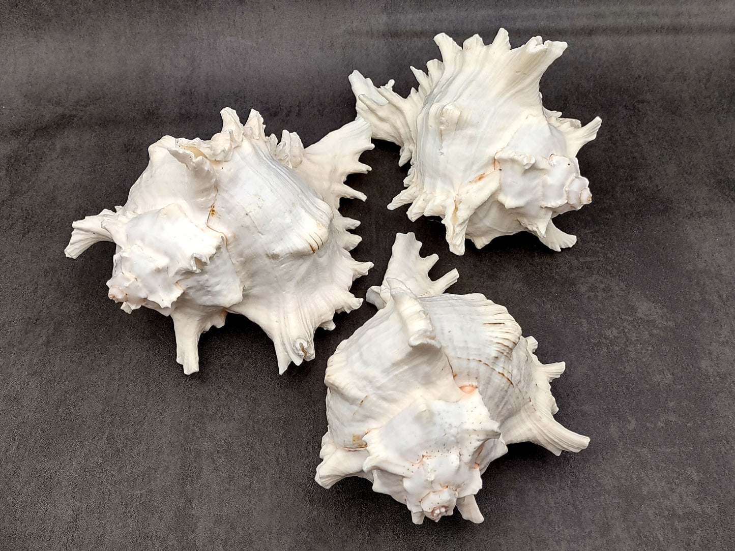 Large Ramose Murex White Seashell Chicoreus Ramosa (1 shell approx. 6.5+ inches) B GRADE Great Value For Decor Arts Crafts & Collecting!