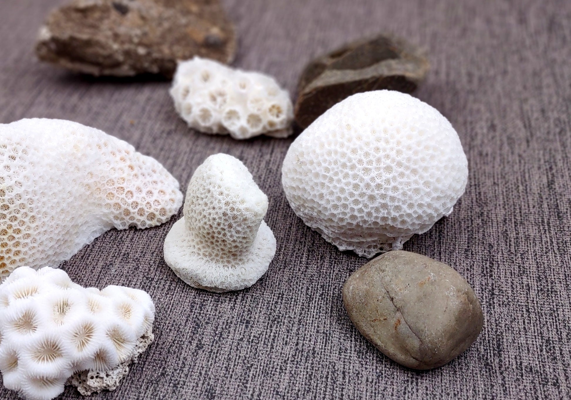 Farm Grown White Brain Coral (1 coral approx. 2+ inches) Earth friendly, display ready, sustainably grown & sourced! Textured round coral, white.  Copy right 2024 SeaShellMart.com
