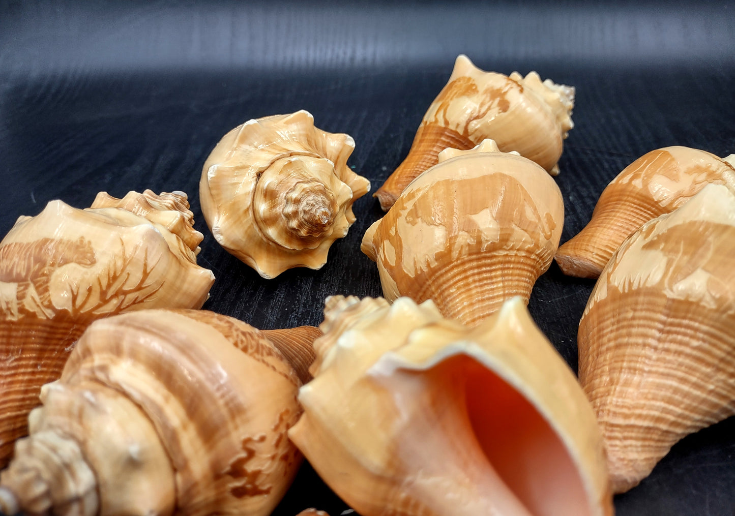 Carved Conch Seashell Decorative Set Lion Tiger Bear (3 shells approx. 3+ inches) Conch shells for coastal crafting display & collecting!