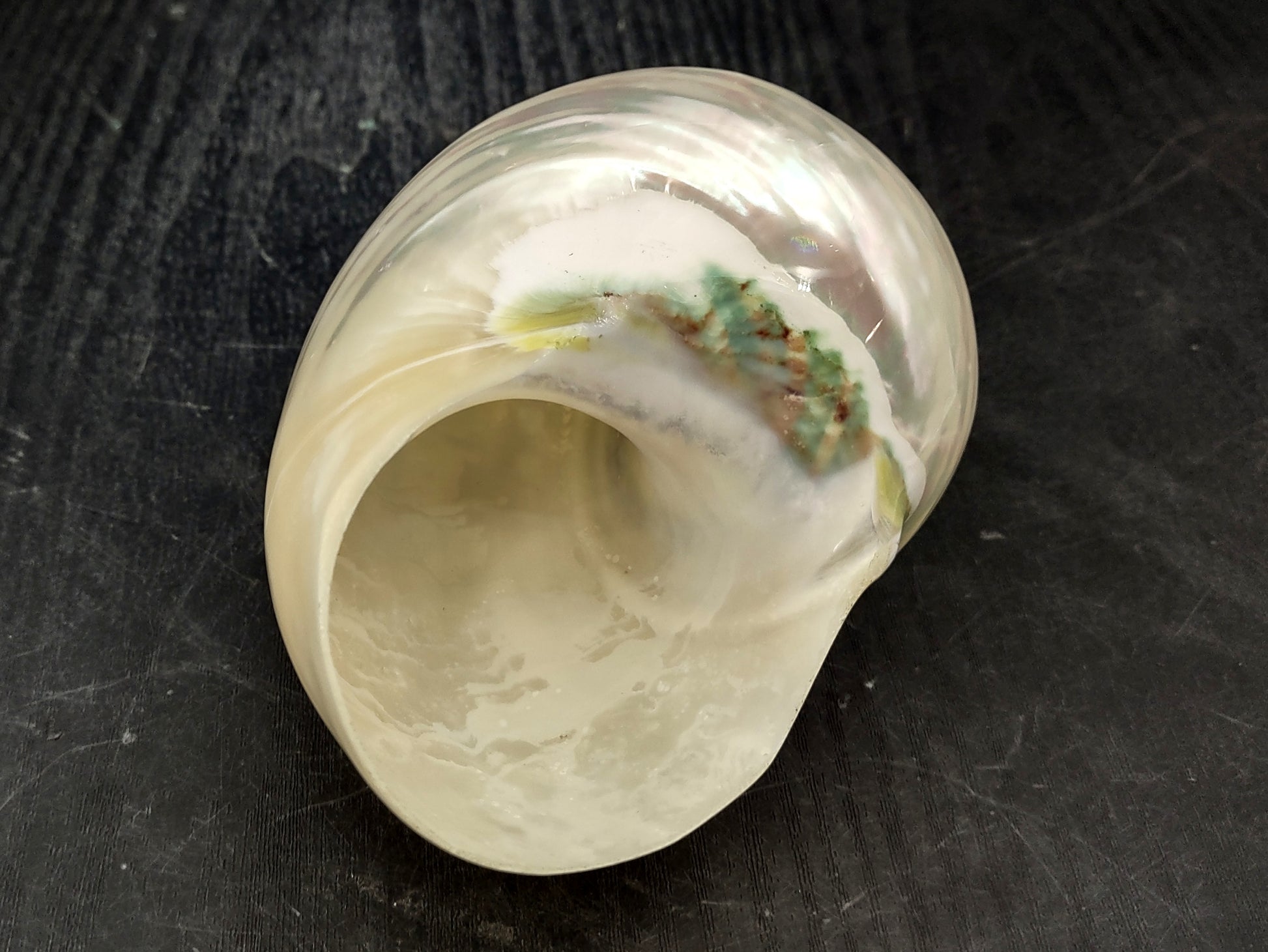 Pearlized Jade Turbo Shell (4 inches) - Turbo Burgessi. Two shiny and sort of reflective shells, one pointing to show the spiral and one showing the opening. Copyright 2022 SeaShellSupply.com.