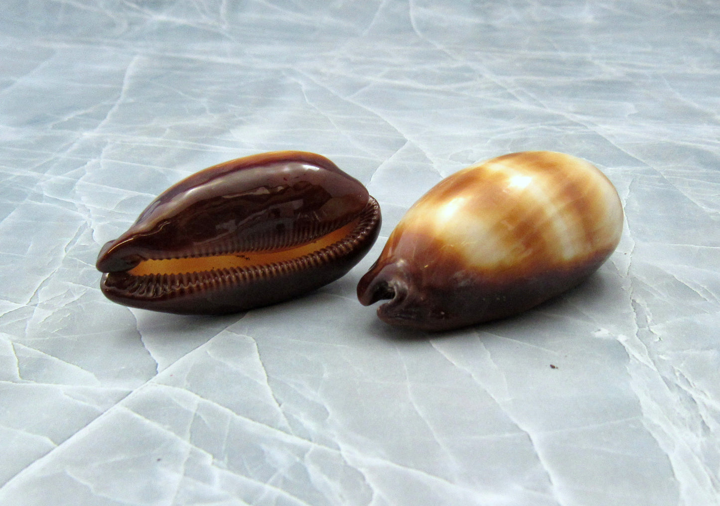 Mole Cowrie Shells (2 pcs.) - (2 inches) - Cypraea Talpa. Multiple tan and white shells in a pile. Copyright 2022 SeaShellSupply.com.