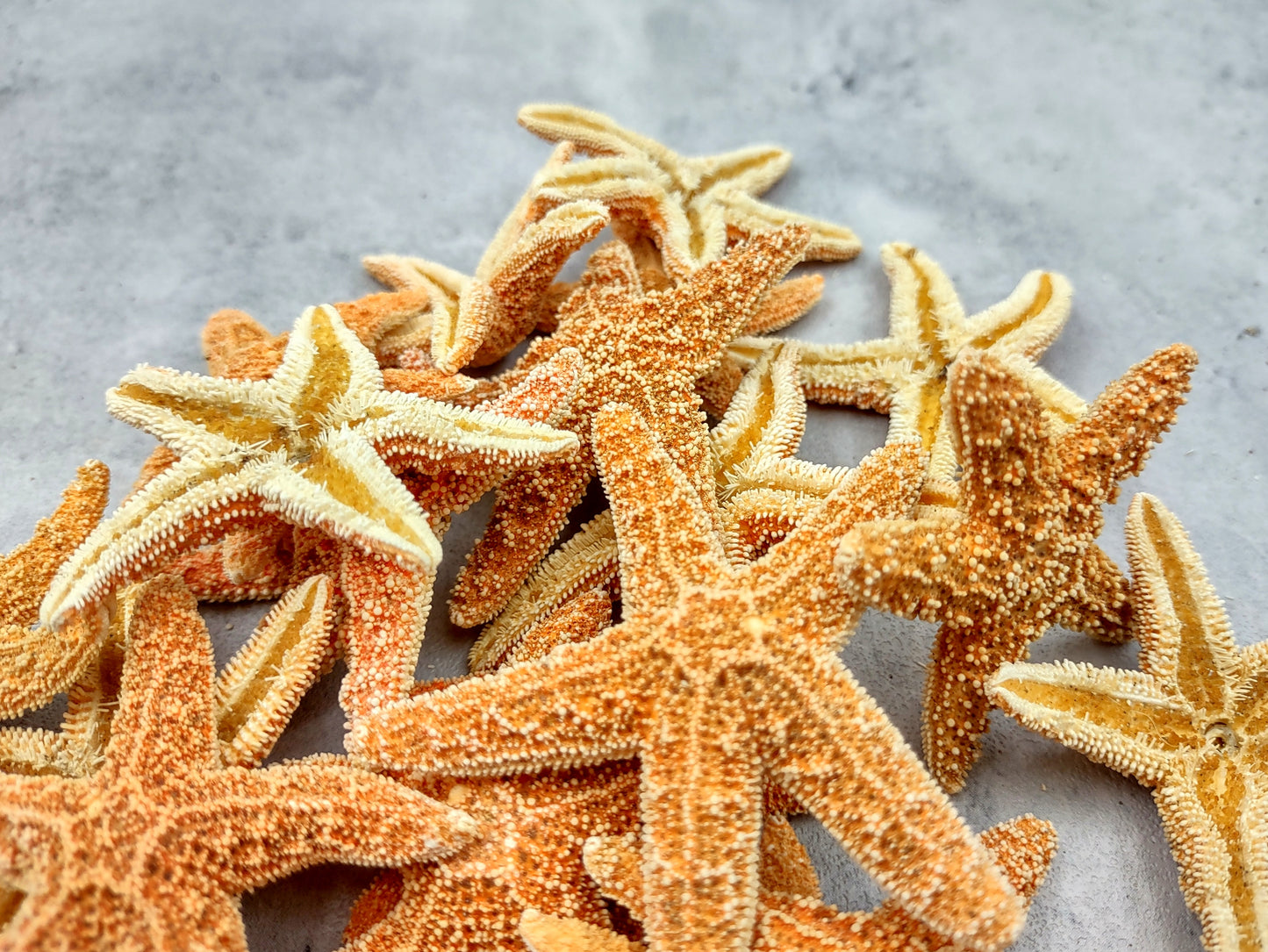 Small Sugar Starfish Piaster Ochraceus (2 starfish approx. 2+ inches) Perfect shells for coastal crafting décor & collections! Sand-colored textured Starfish. Copyright 2024 SeaShellSupply.com