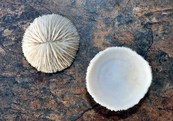 Mushroom Cupped Coral (2 corals approx. 1+ inches) Adorable coral to add to any coastal display or collection!