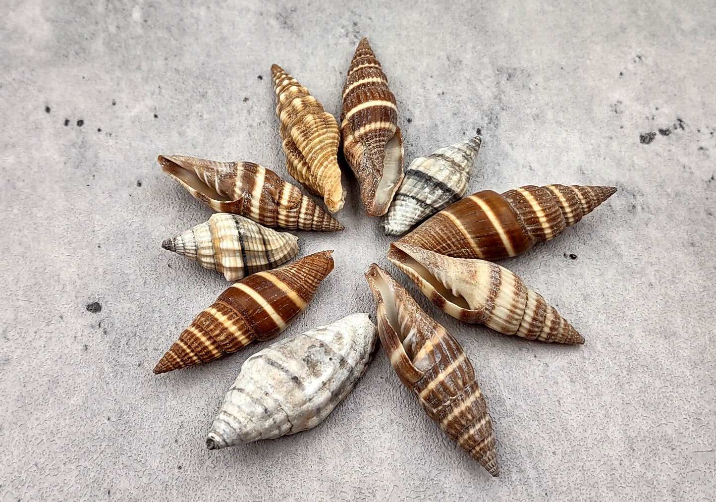 Assorted Miter Seashells Brown Striped (approx. 10+ shells 1.25+ inches) Quality natural sea shells for art crafts & collecting!