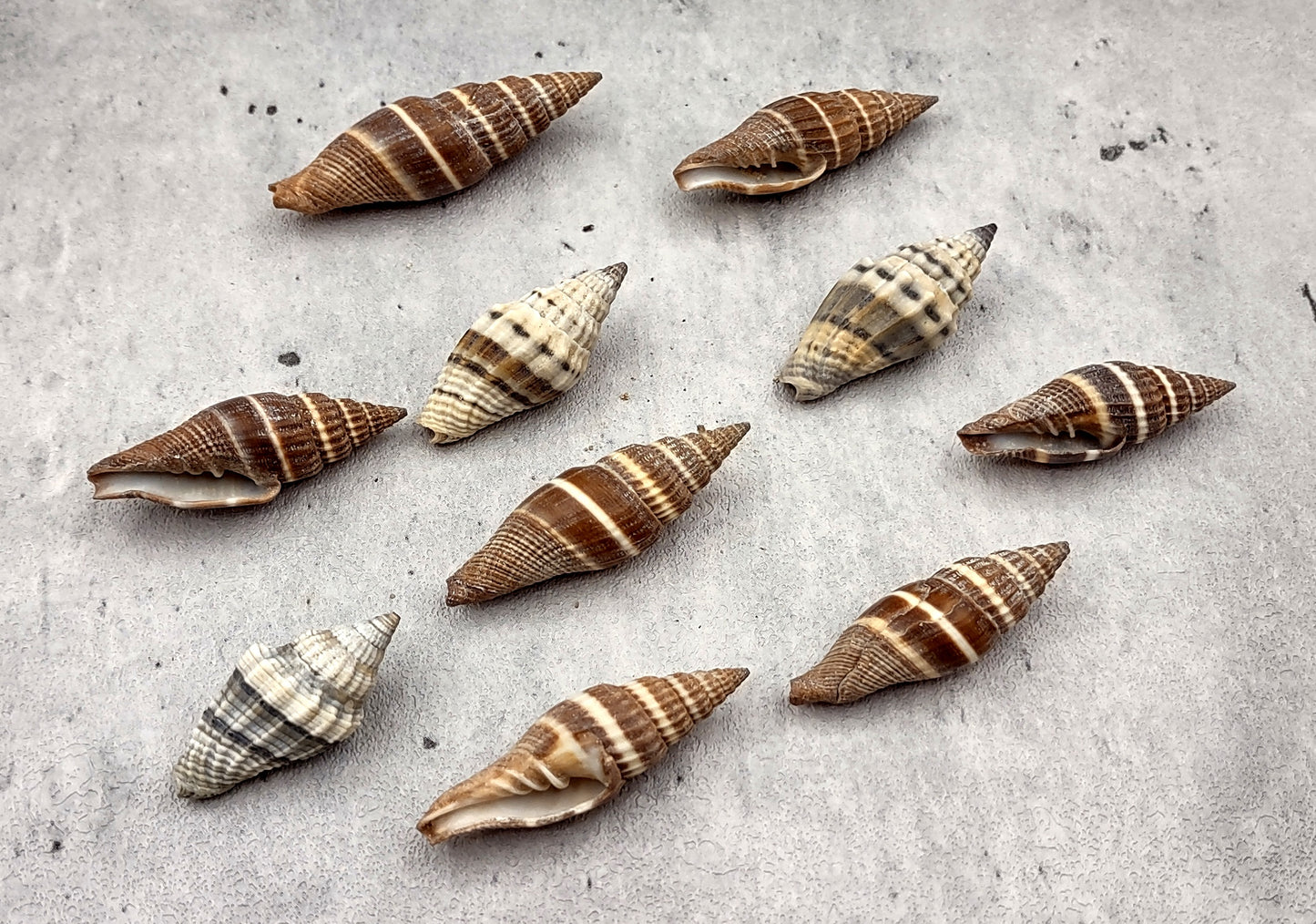 Assorted Miter Seashells Brown Striped (approx. 10+ shells 1.25+ inches) Quality natural sea shells for art crafts & collecting!