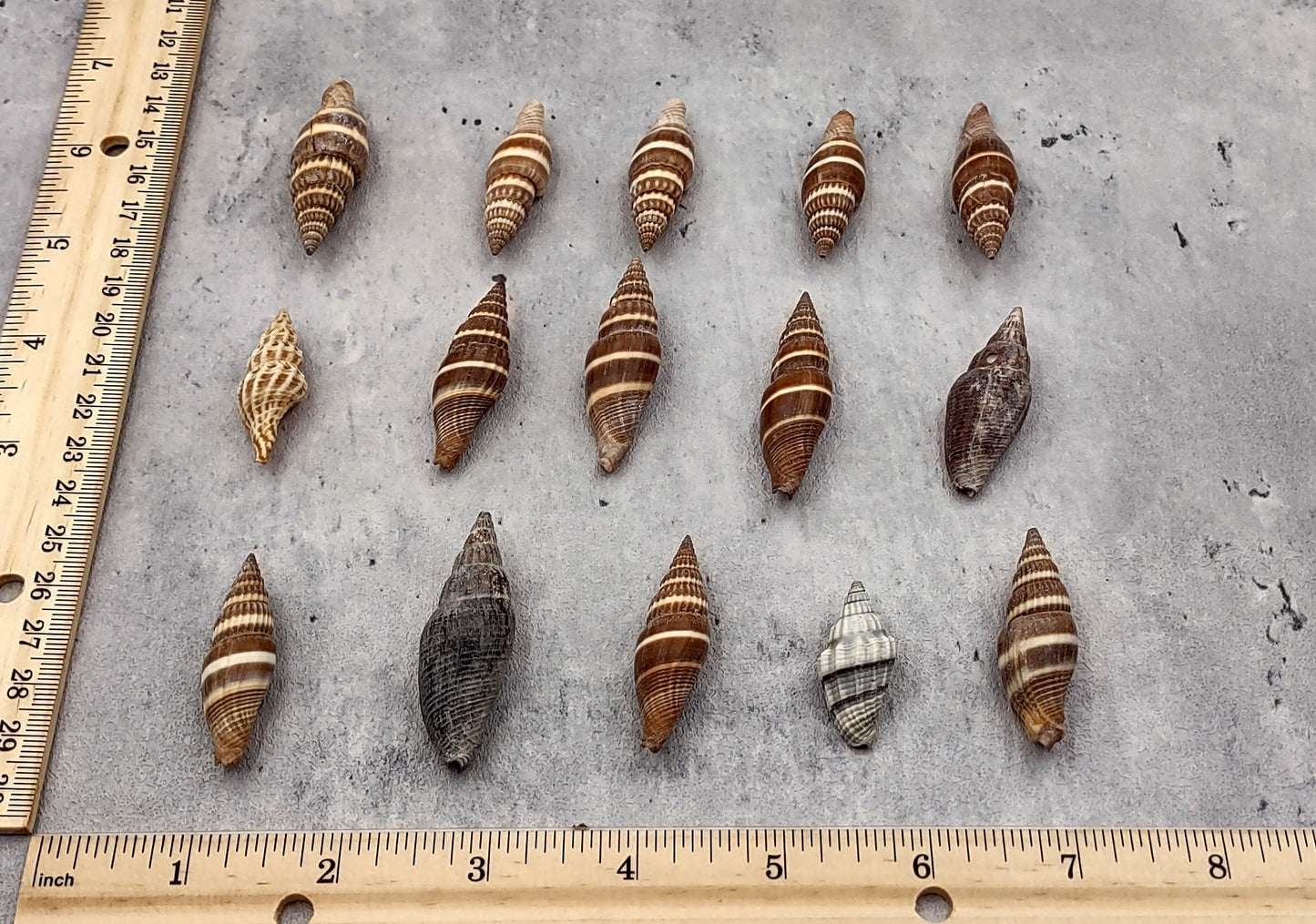 Assorted Miter Seashells Brown Striped (approx. 10+ shells 1.25+ inches) Quality natural sea shells for art crafts & collecting!