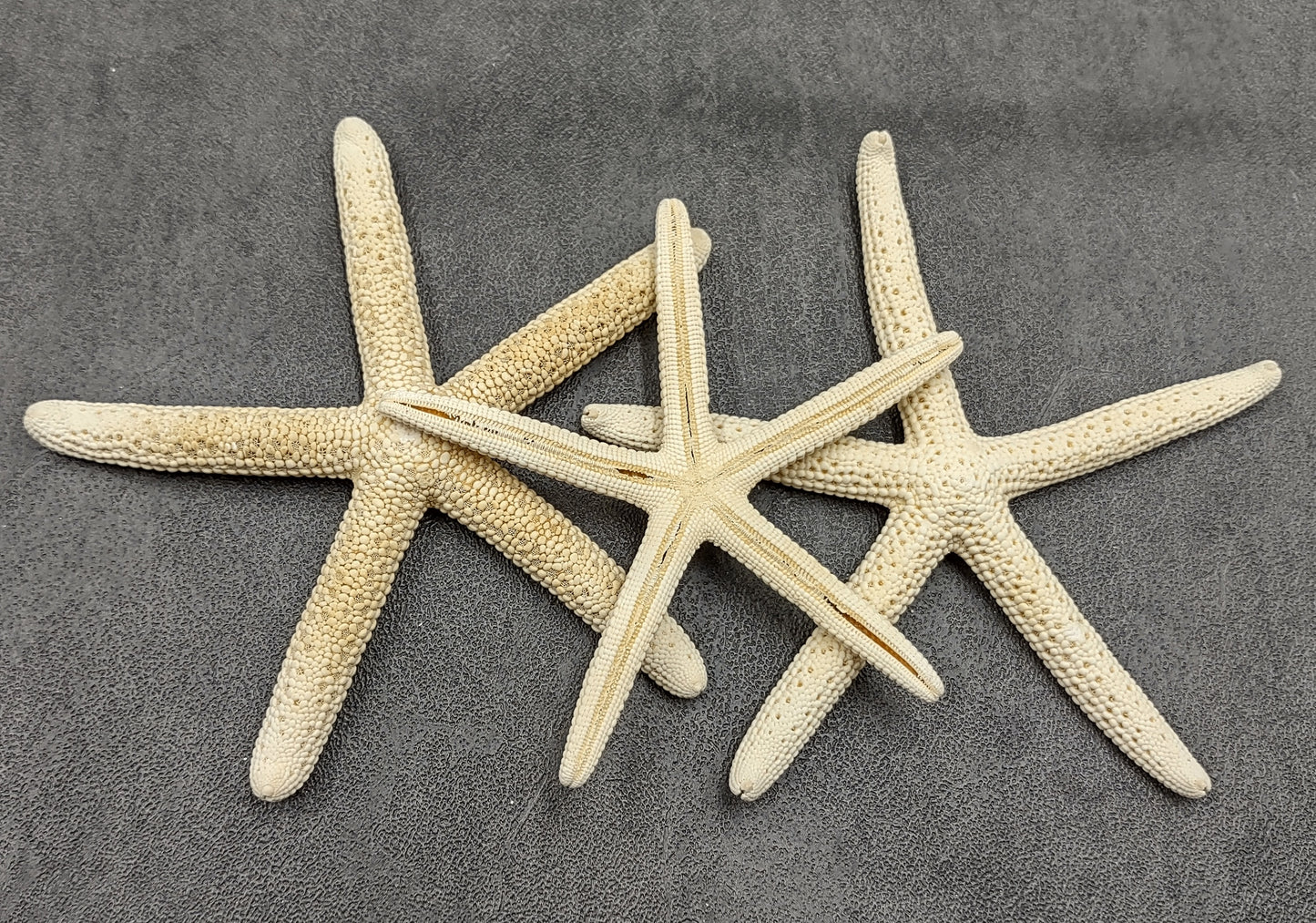 White Finger Starfish - Linckia Laevigata - (3 starfish approx. 3-4 inches) Great for ocean displays, art projects, crafts & collecting!. On dark background. Copyright 2022 SeaShellSupply.com.