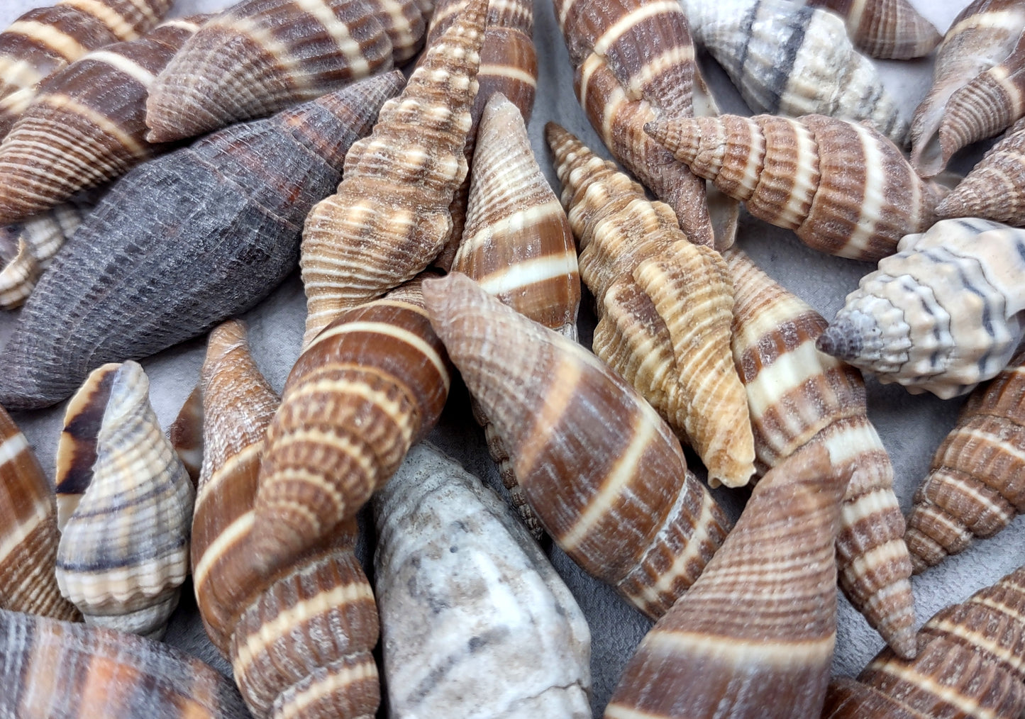 Assorted Miter Seashells Brown Striped (approx. 10+ shells 1.25+ inches) Quality natural sea shells for art crafts & collecting!