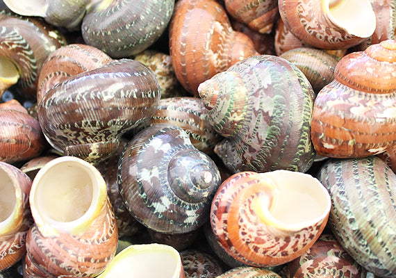 Tapestry Green Speckled Turbo Seashells Turbo Petholatus (2 shells approx. 2+ inches) Great for hermit crabs art crafts & collecting!