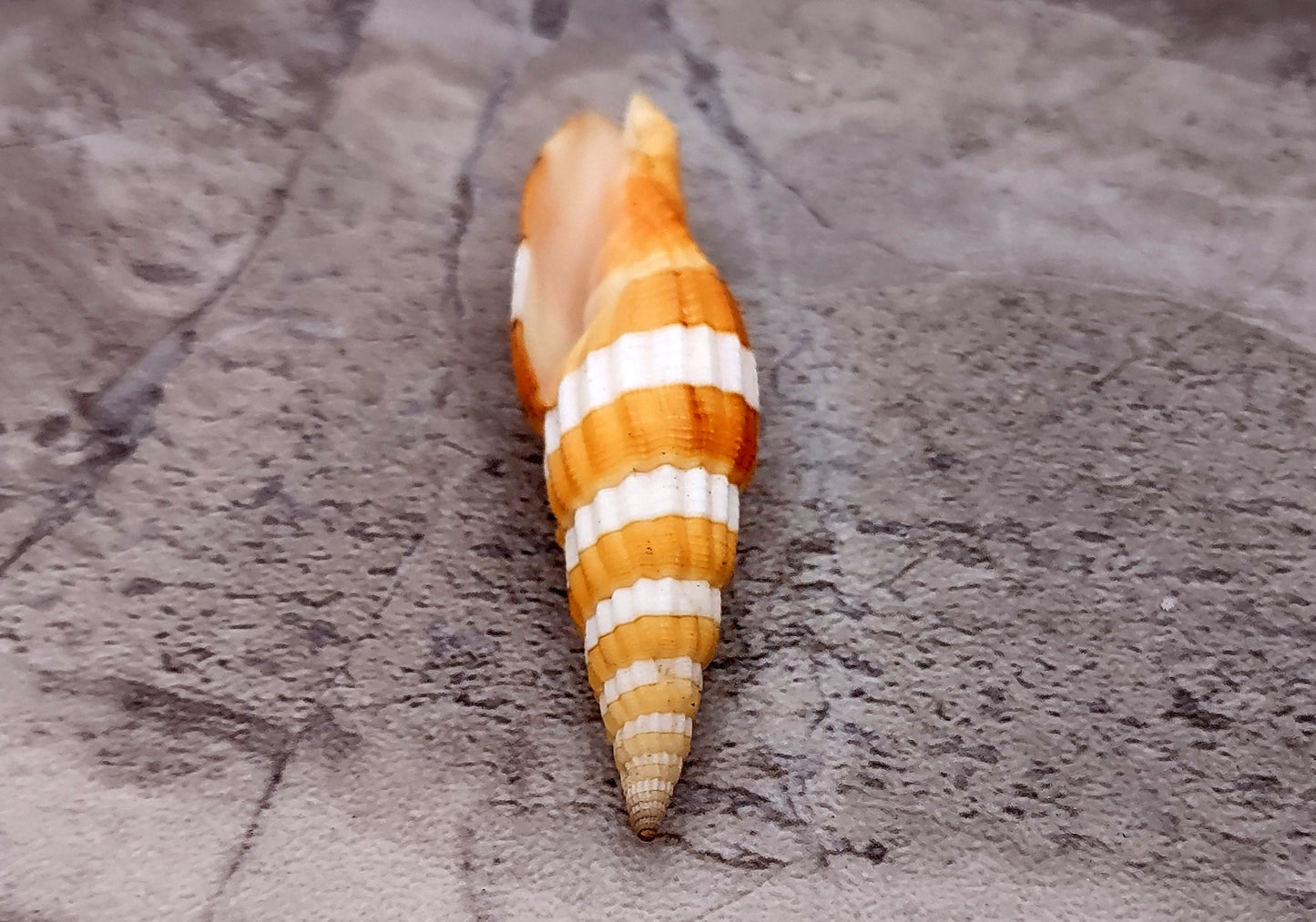 Compressed Miter Seashell Mitra Compressum (1 shell approx. 2+ inches) Perfect shells for coastal crafting and collections!