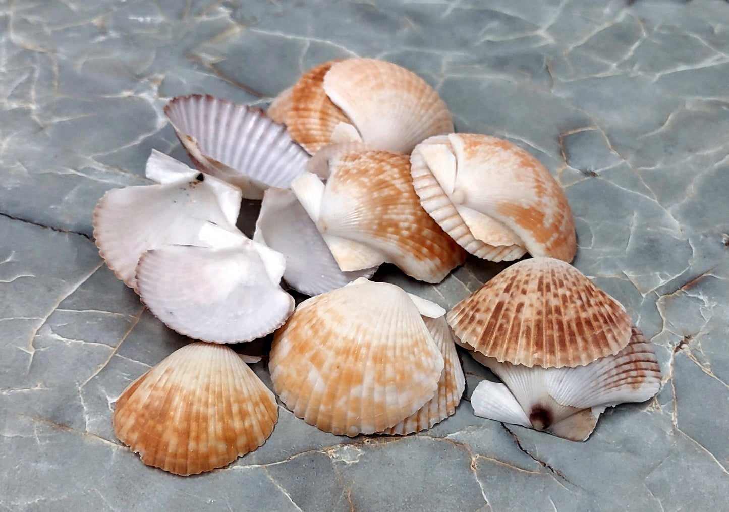 Pixie Cup Scallop Seashells - Pecten Pyxidatus - (15-20 shells approx. 1-2 inches). Multiple white and tan ribbed shells in a grouping.Copyright 2022 SeaShellSupply.com.