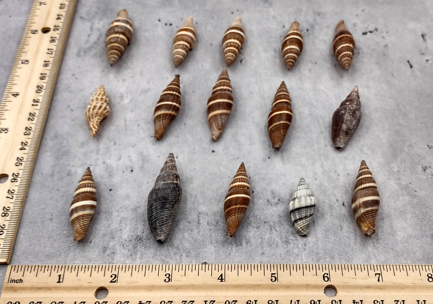 Assorted Miter Seashells Brown Striped (approx. 10+ shells 1.25+ inches) Quality natural sea shells for art crafts & collecting!