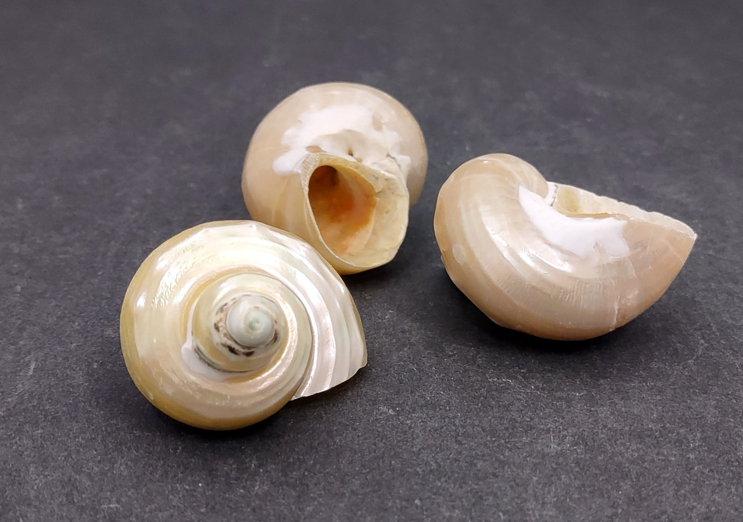 Pearlized Gold Mouth Turbo - Turbo Chrysostomus - (3 shells approx. 1.75-2 inches). Three shiny spiral shells with almost perfectly round looking bases. Copyright 2022 SeaShellSupply.com.