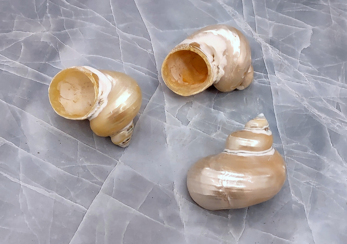 Pearlized Gold Mouth Turbo - Turbo Chrysostomus - (3 shells approx. 1.75-2 inches). Three shiny spiral shells with almost perfectly round looking bases. Copyright 2022 SeaShellSupply.com.