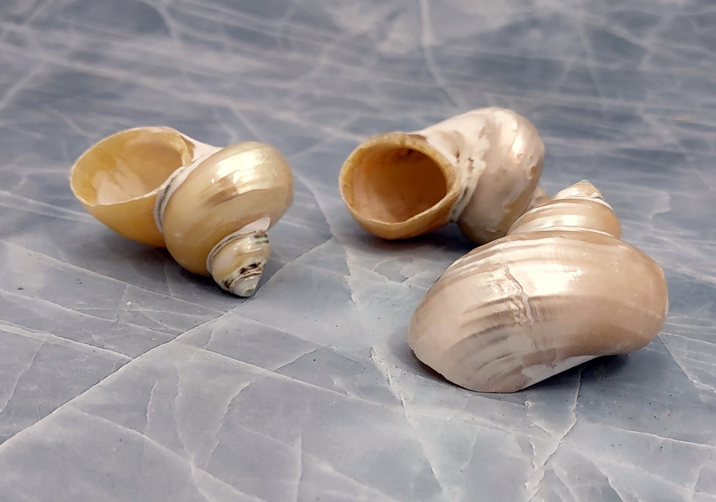 Pearlized Gold Mouth Turbo - Turbo Chrysostomus - (3 shells approx. 1.75-2 inches). Three shiny spiral shells with almost perfectly round looking bases. Copyright 2022 SeaShellSupply.com.