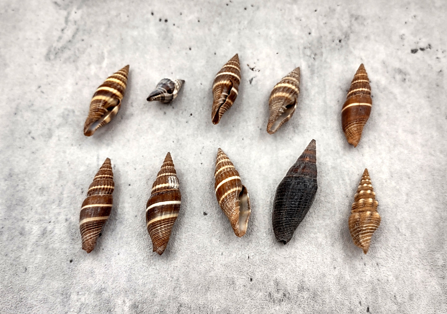 Assorted Miter Seashells Brown Striped (approx. 10+ shells 1.25+ inches) Quality natural sea shells for art crafts & collecting!