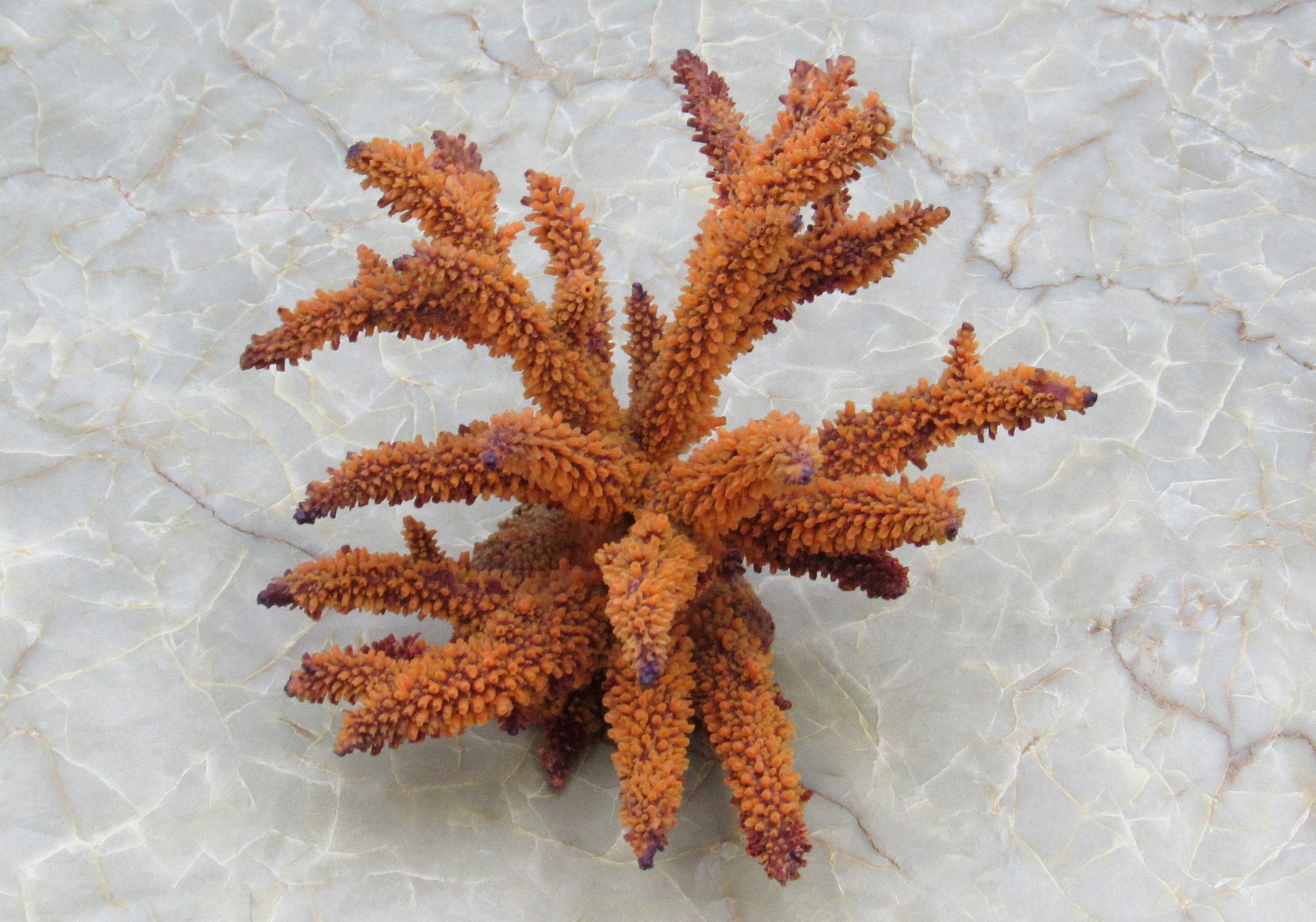 Tan FAUX Staghorn Coral - Acropora Humilis - (1 FAKE Coral approx