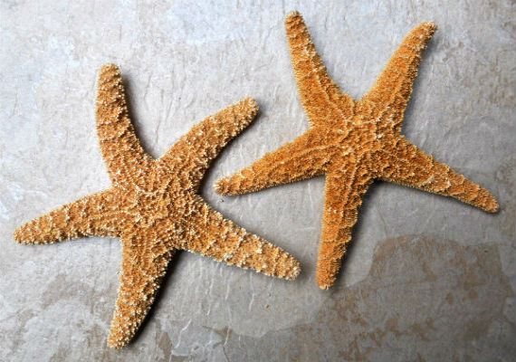 Large Sugar Starfish- Piaster Ochraceus - (1 starfish approx. 6 inches). Orange star with a ribbed design and thicker limbs. Copyright 2022 SeaShellSupply.com.