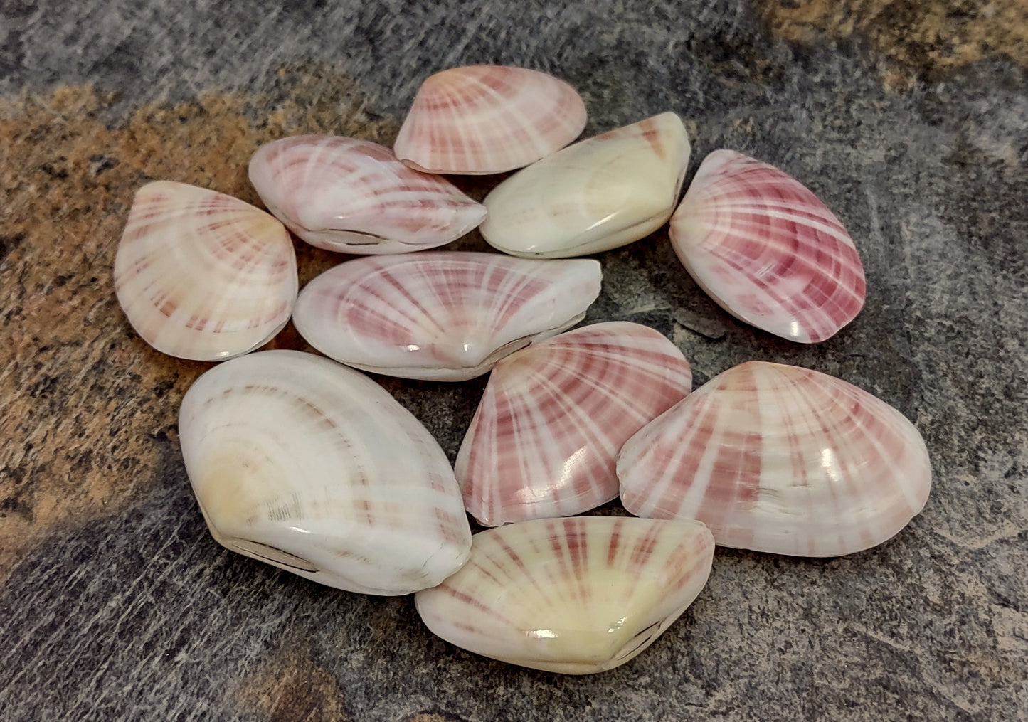 Sunrise Tellin Clam Polished Seashells - Tellina Radiata - (10 Pairs approx. 1.25-2 inches). Multiple pink and white streaked ombre shells in a pile. Copyright 2022 SeaShellSupply.com.