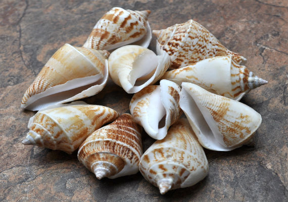 Margined Conch Seashells - Strombus Marginatus - (10 shells). A small pile of white spiral shells with brown accents. Copyright 2022 SeaShellSupply.com.