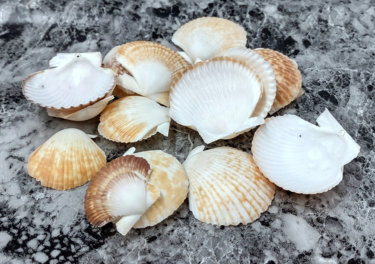 Pixie Cup Scallop Seashells - Pecten Pyxidatus - (15-20 shells approx. 1-2 inches). Multiple white and tan ribbed shells in a grouping.Copyright 2022 SeaShellSupply.com.